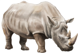 Rhino PNG-24797